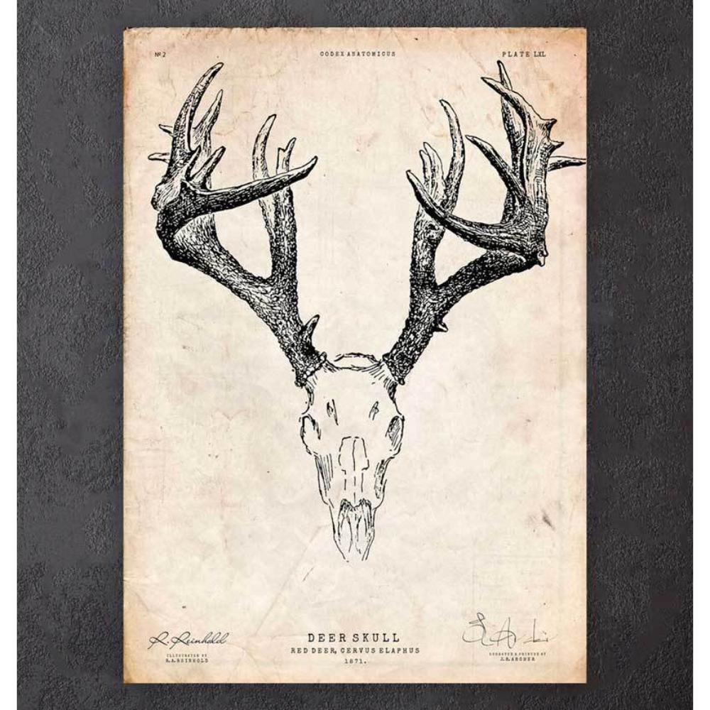 Deer Skull Print