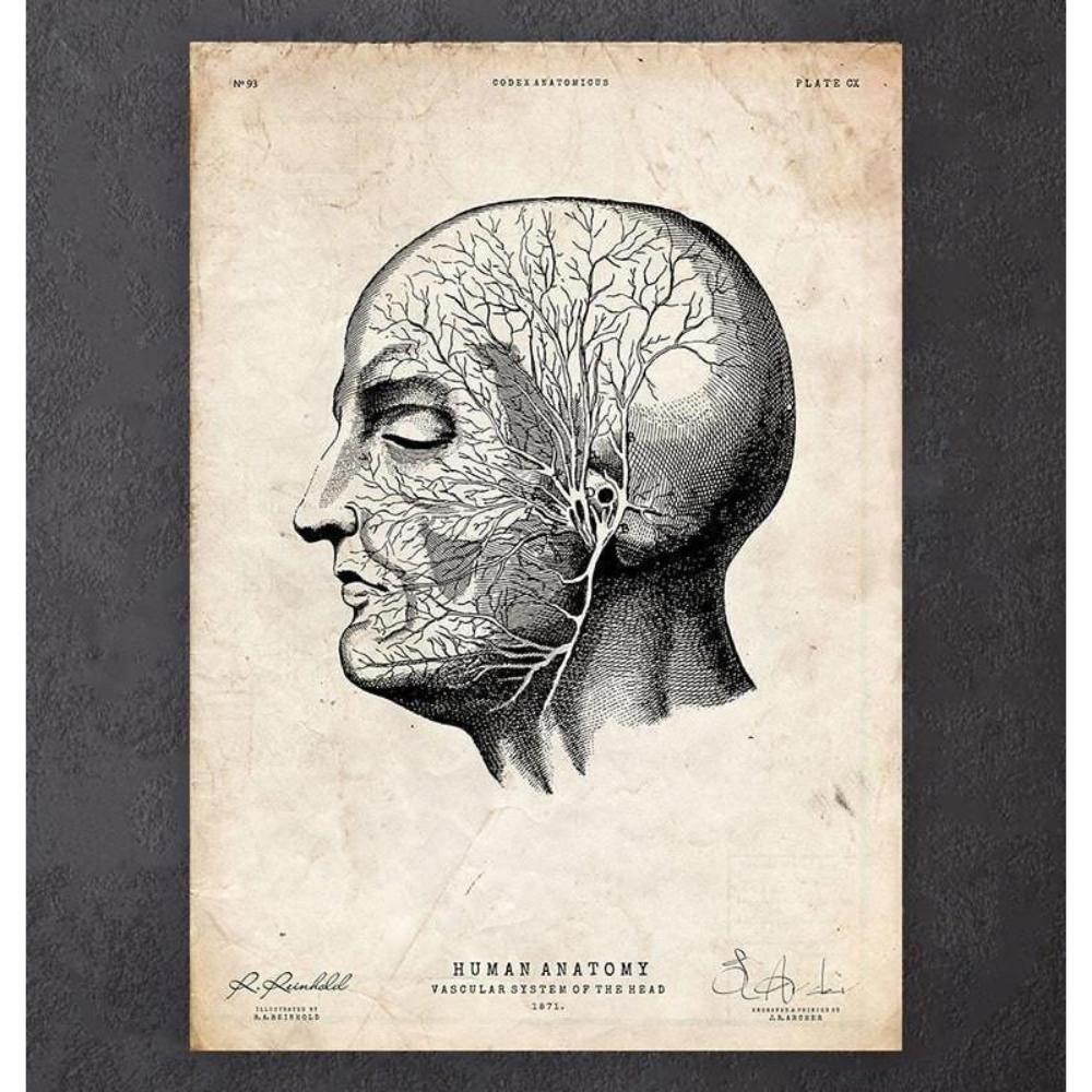 Head Anatomy Print V