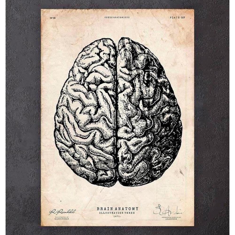 Brain Anatomy Print V