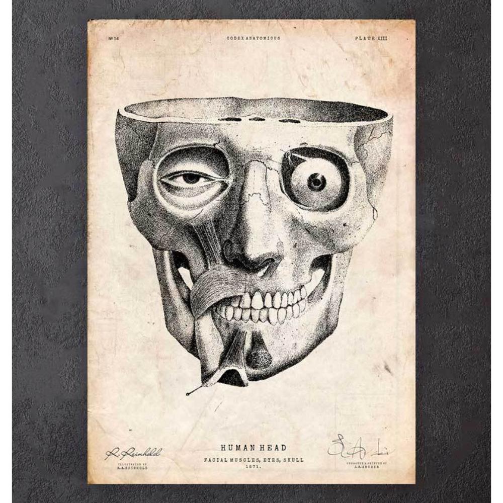 Facial Muscles Anatomy Print II