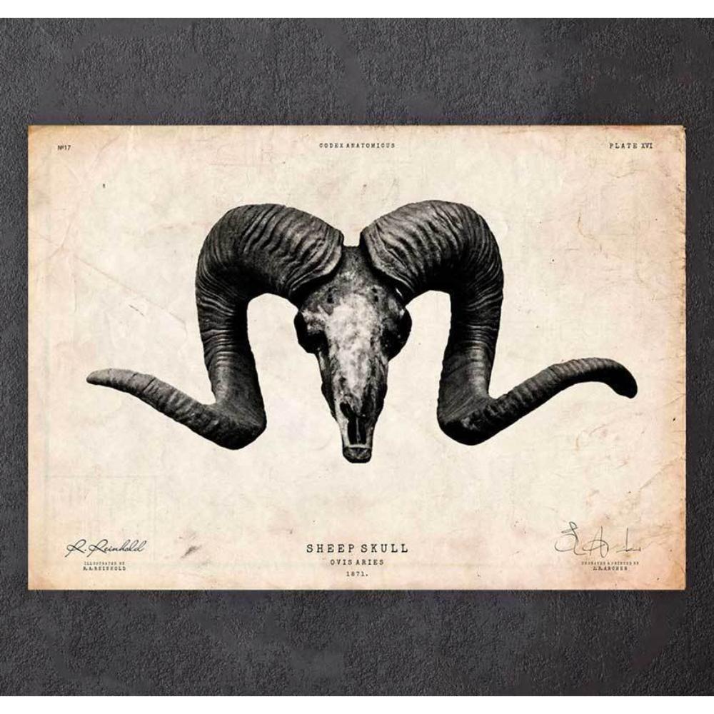Sheep Skull Print