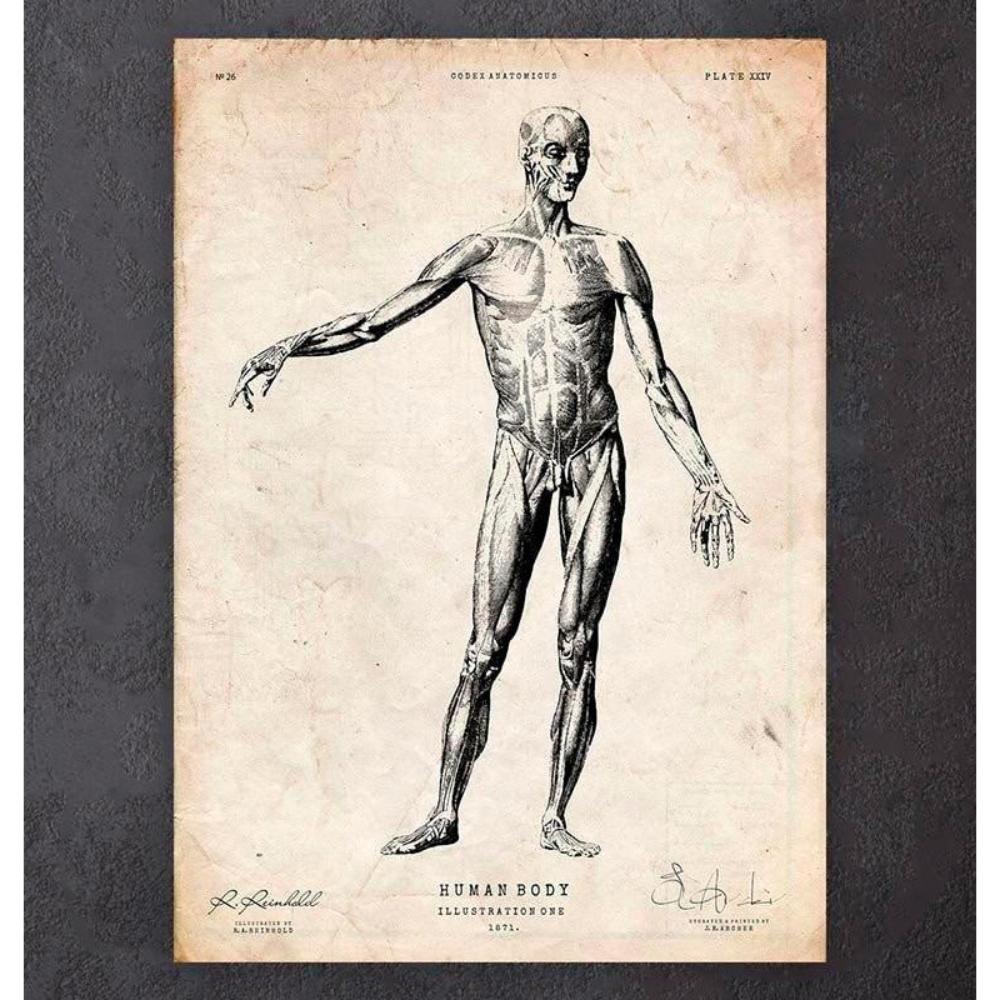 Full Body Human Anatomy Print