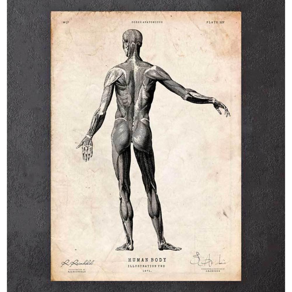 Full Body Human Anatomy Print II