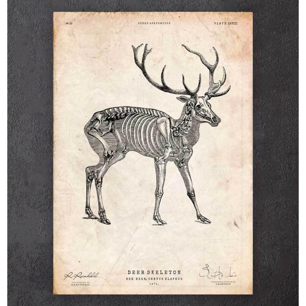 Deer Skeleton Print