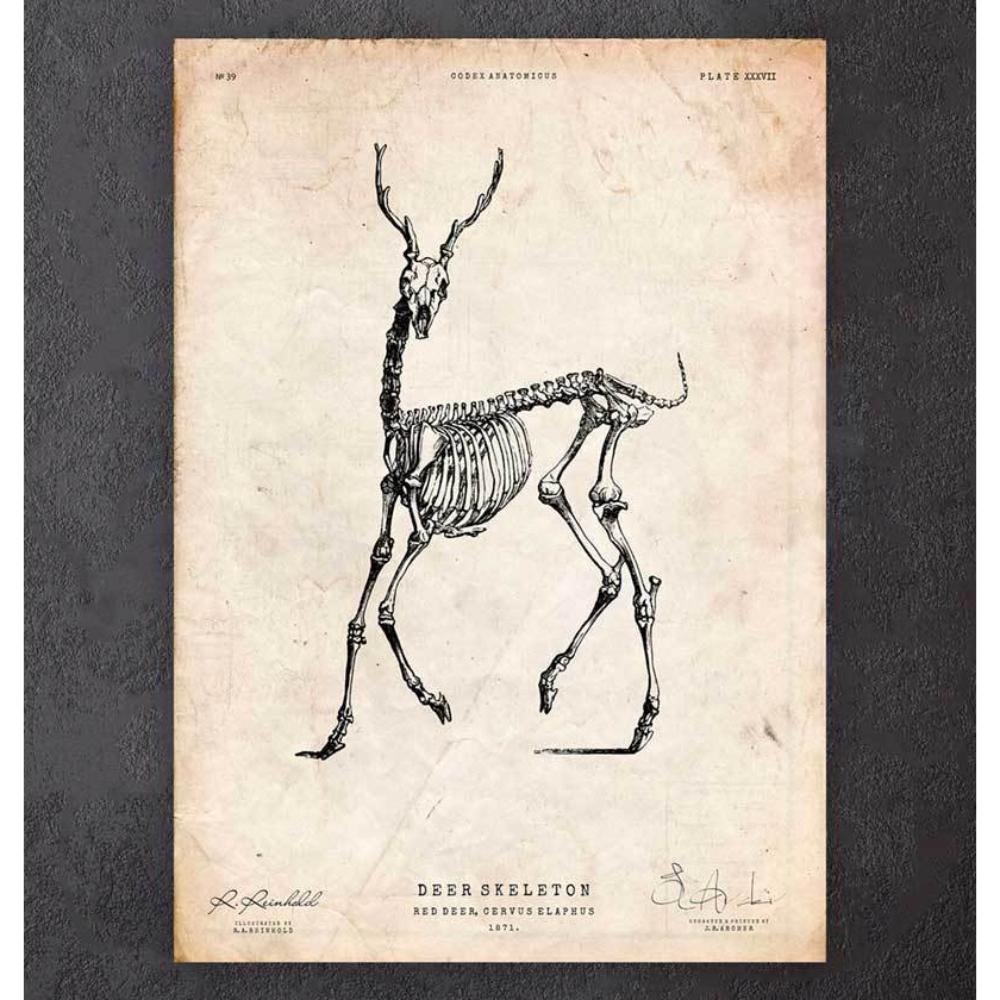 Deer Skeleton Print II