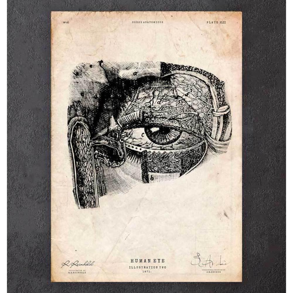 Eye Anatomy Print