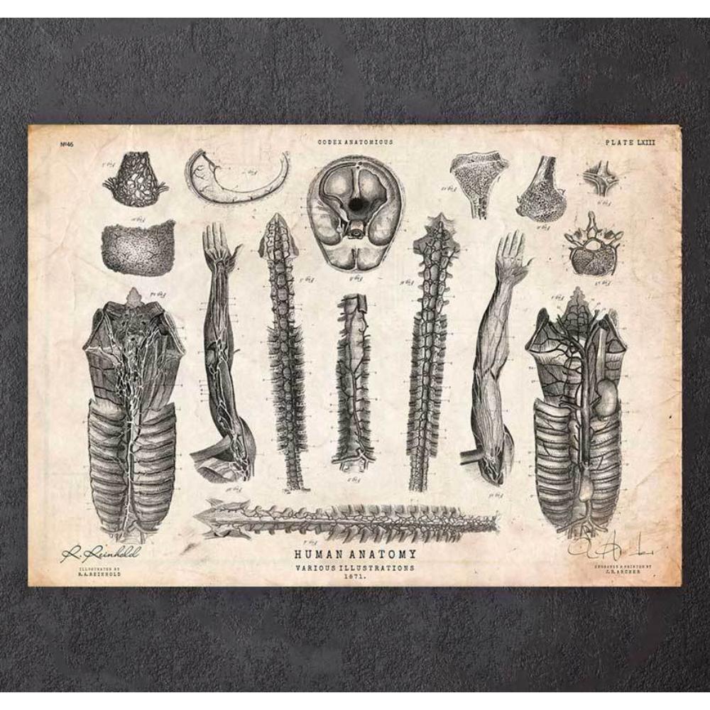Human Anatomy Print Various Illustrations