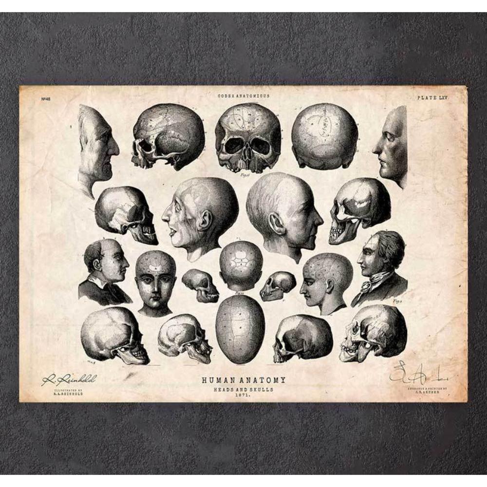 Heads And Skulls Anatomy Print