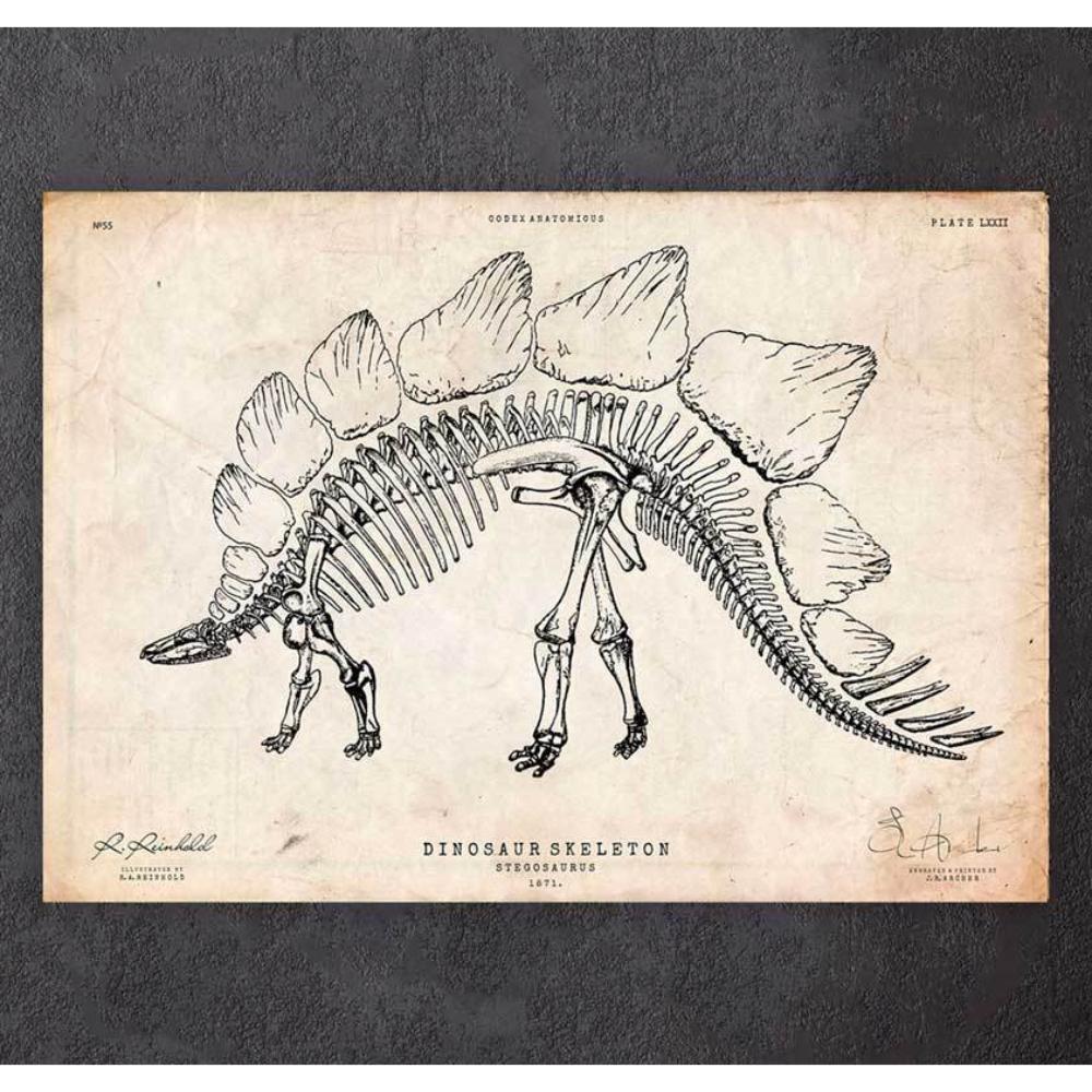 Dinosaur Skeleton Print Stegosaurus