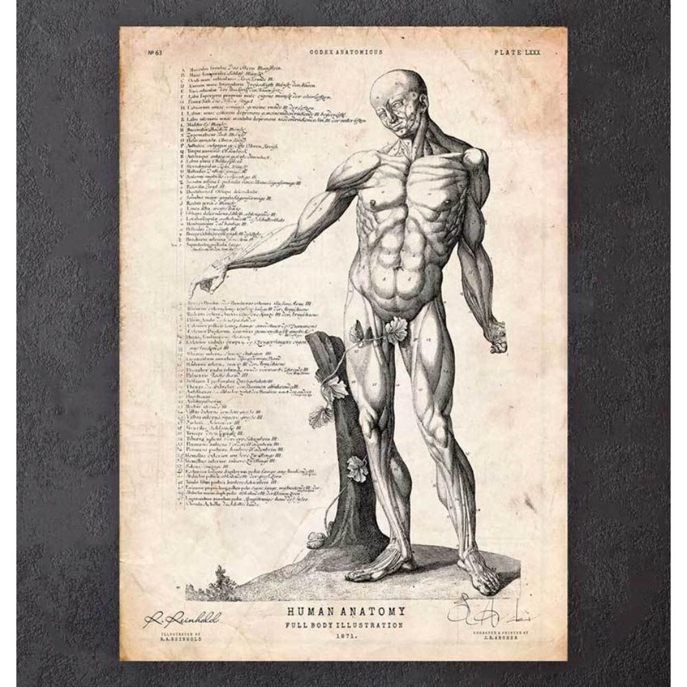 Full Body Human Anatomy Print Vi
