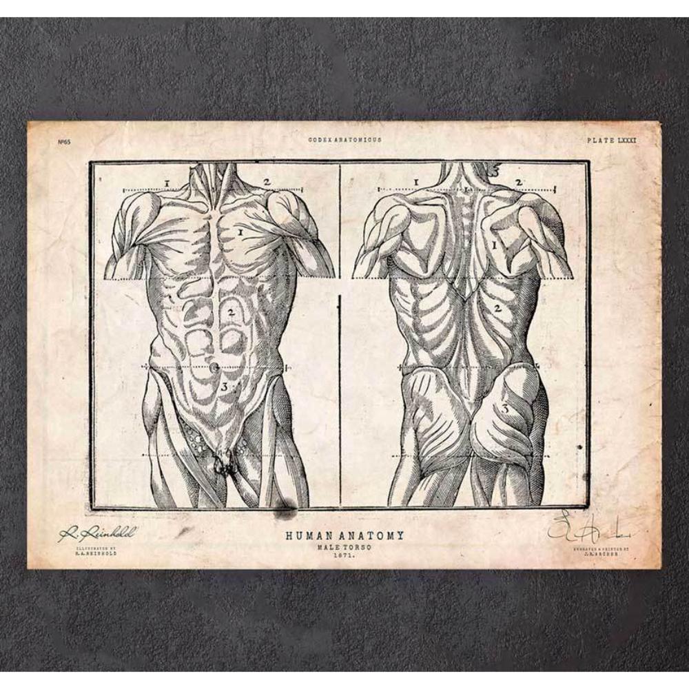 Male Torso Anatomy Print