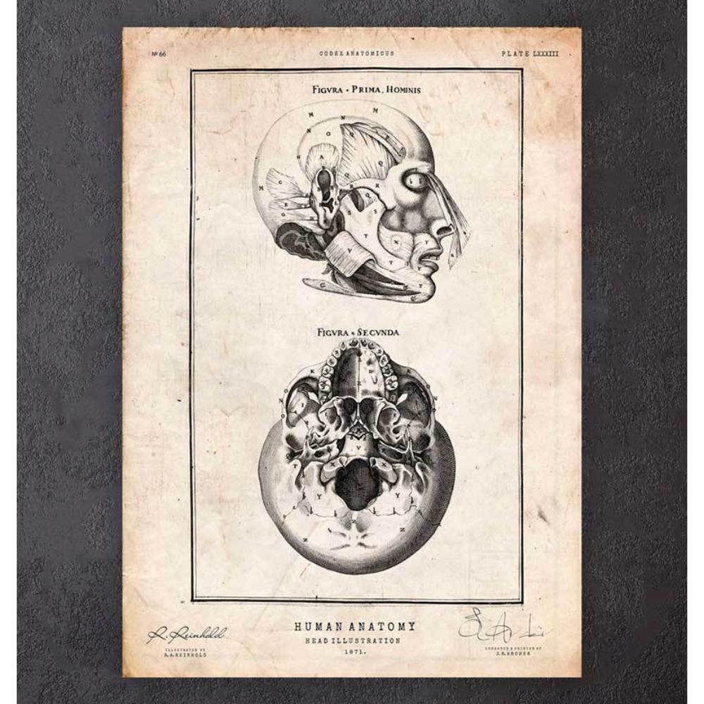 Head Anatomy Print III
