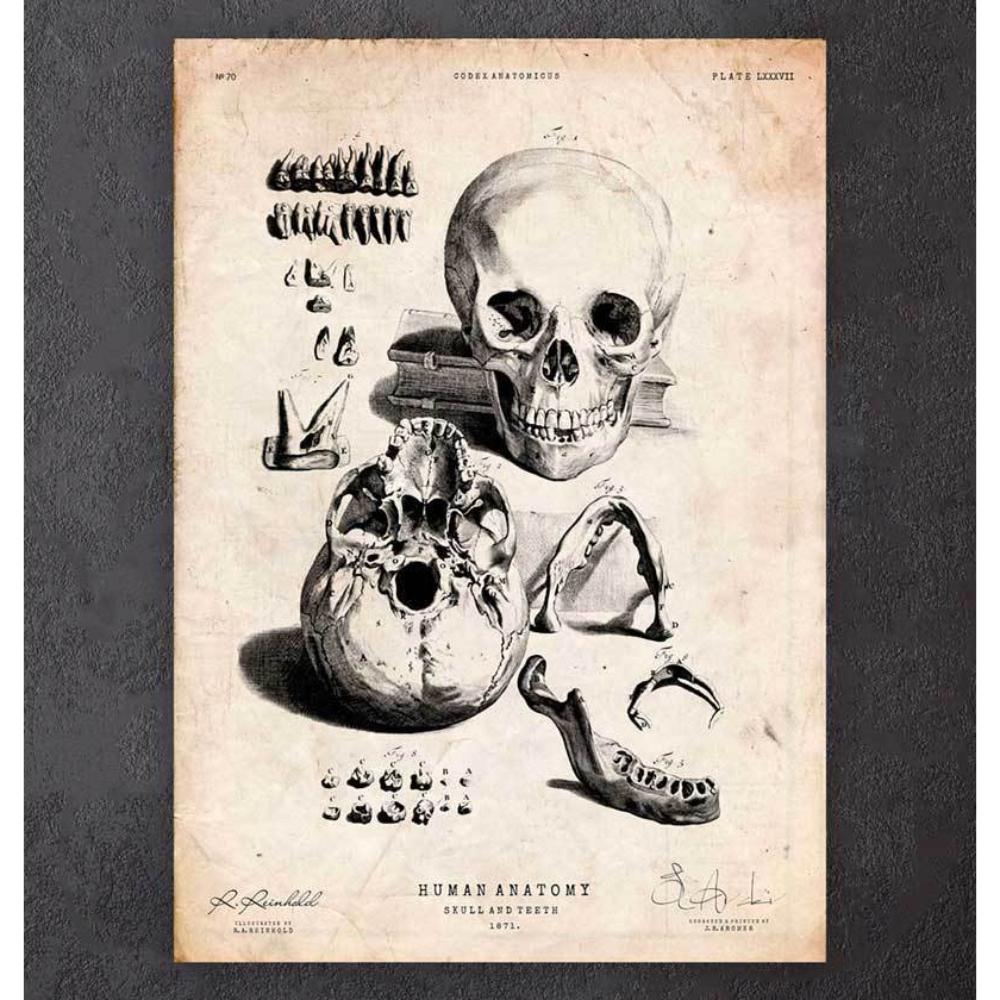 Human Skull Print Ix