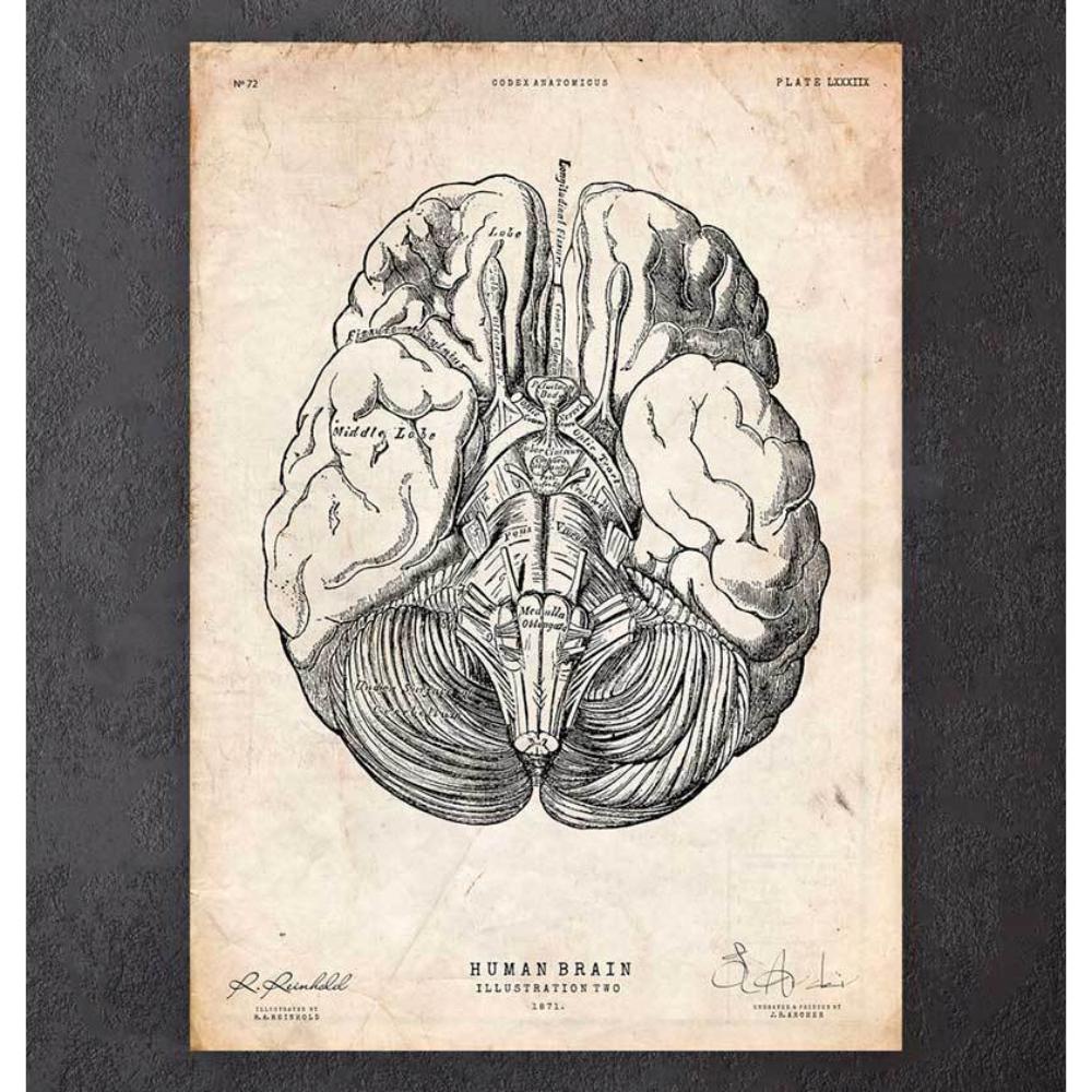 Brain Anatomy Print III
