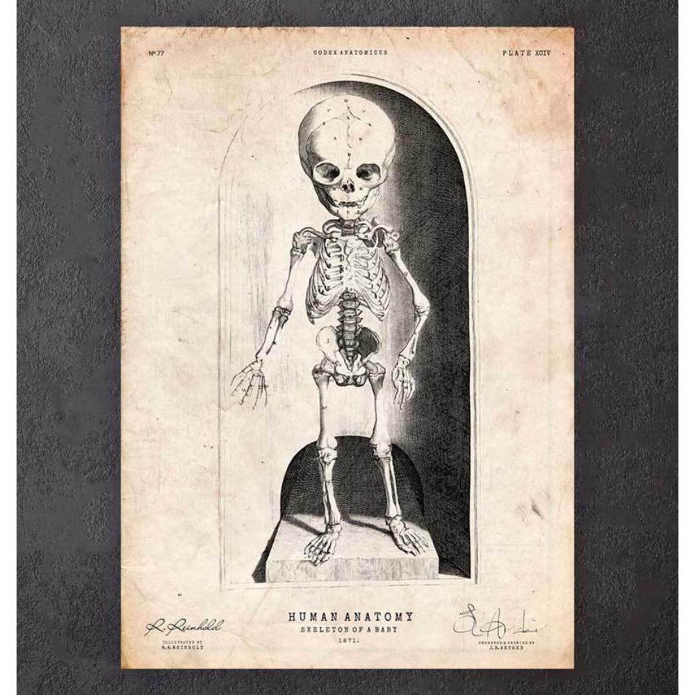 Skeleton Of A Baby Anatomy Print