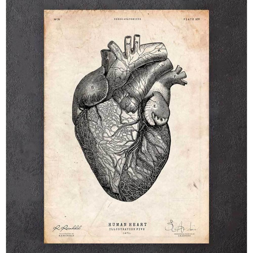 Heart Anatomy Print VII