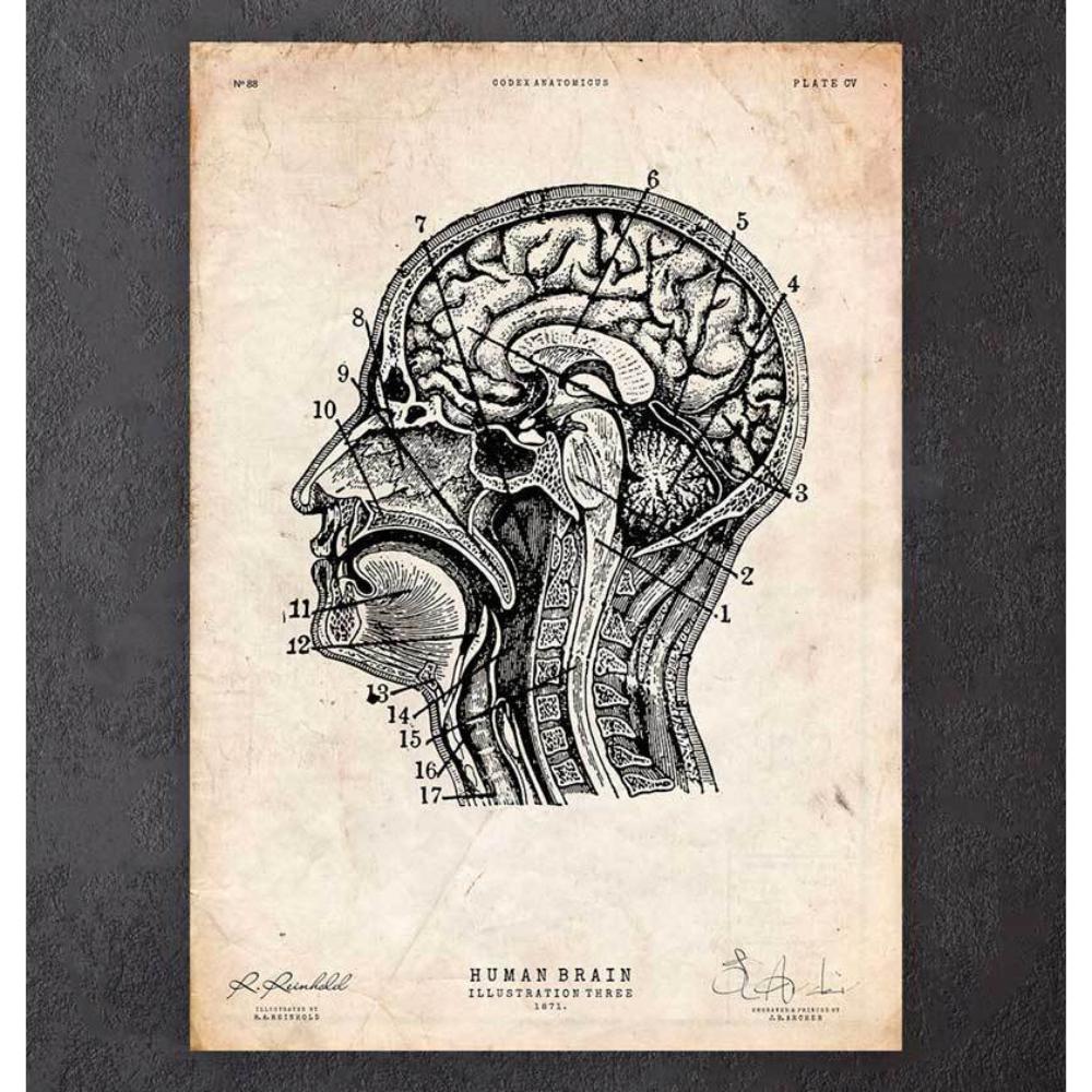 Brain Anatomy Print IV