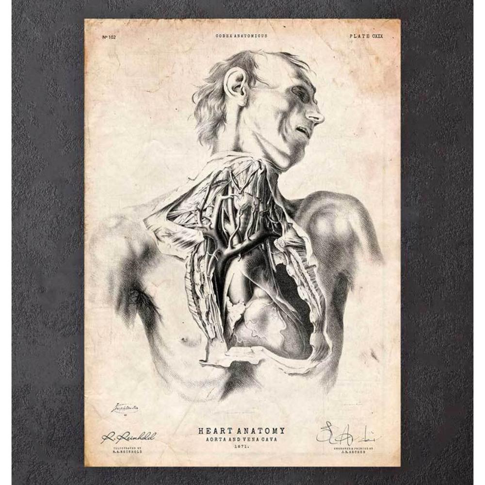 Heart Anatomy Print VIII
