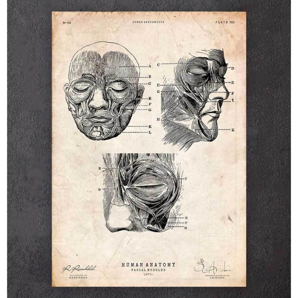 Facial Muscles Anatomy Print III