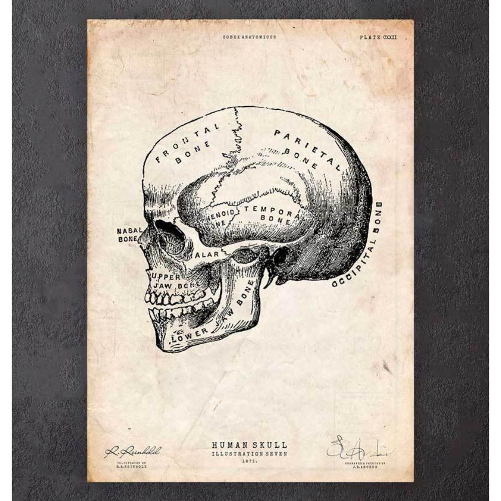 Human Skull Print Ix