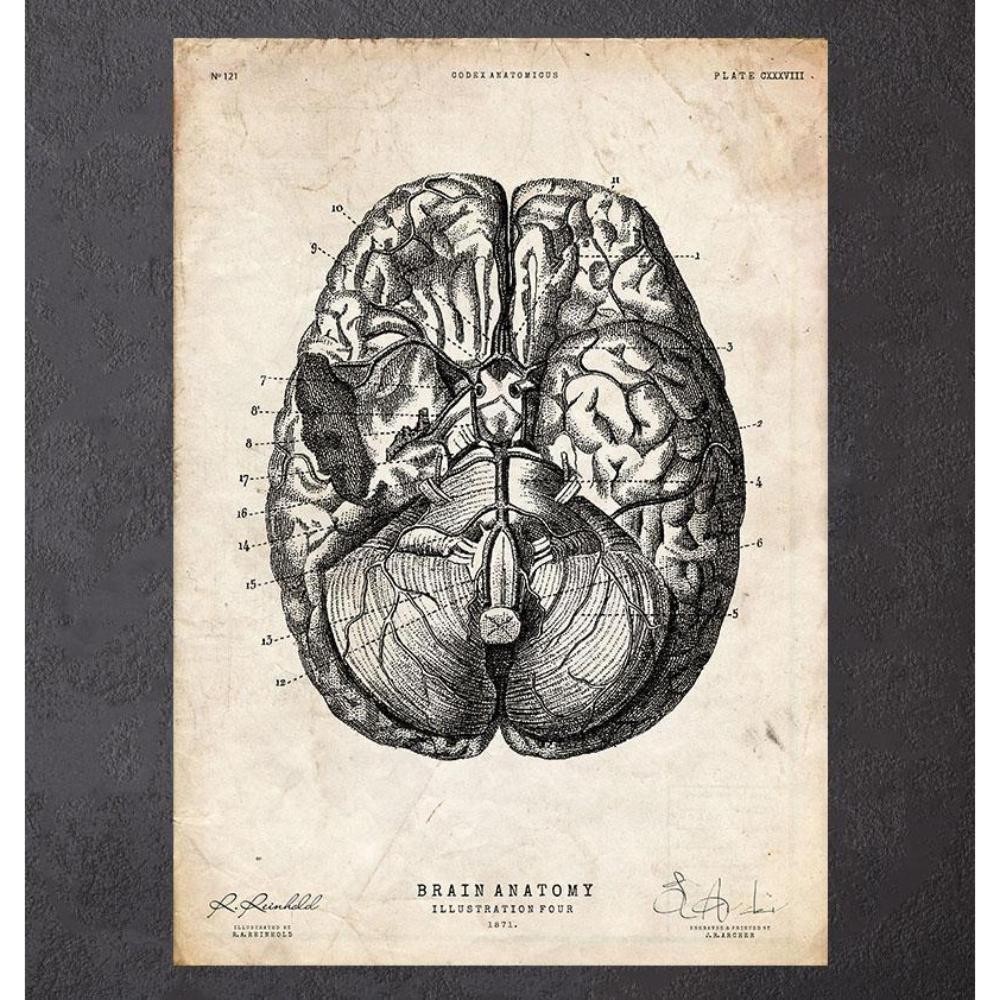 Brain Anatomy Print Vi