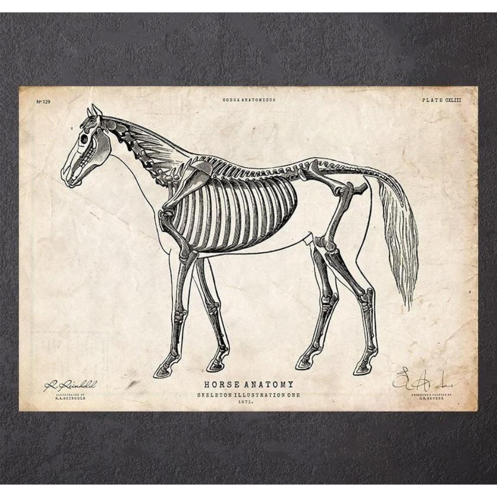 Horse Anatomy I