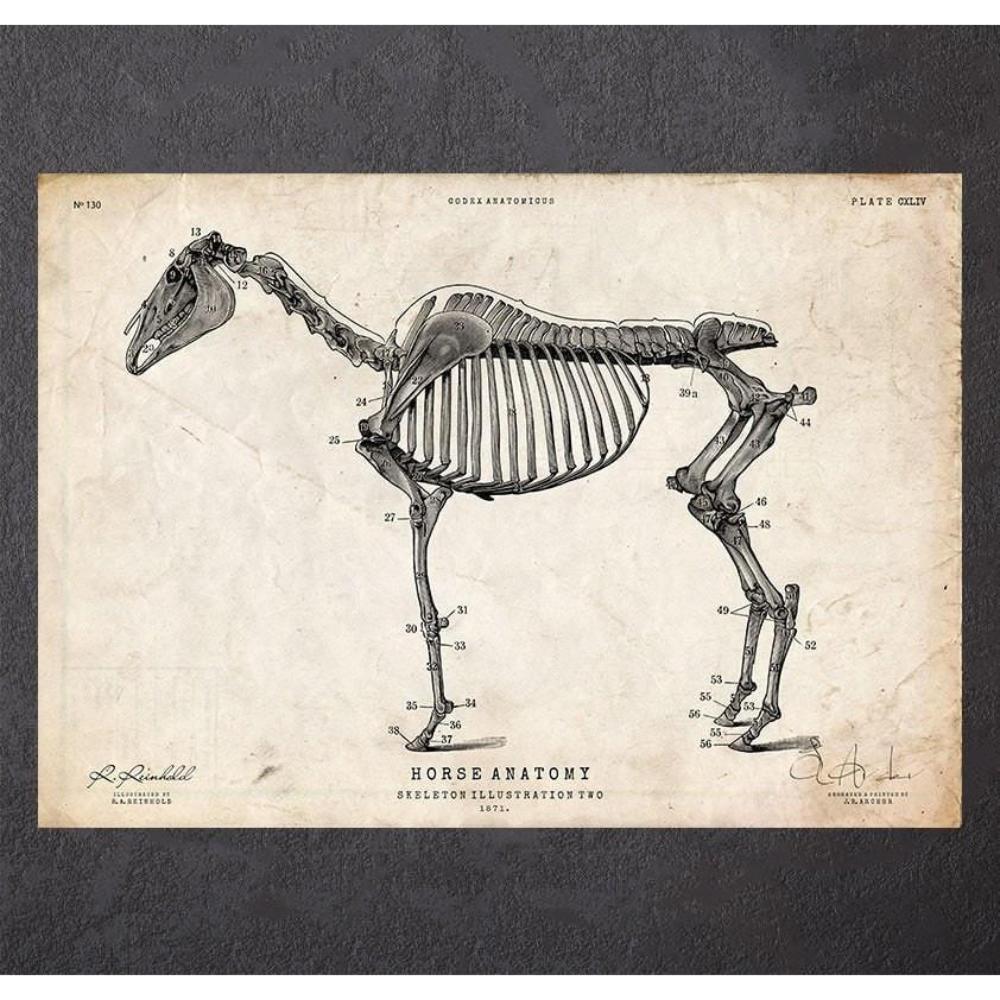 Horse Skeleton Print II