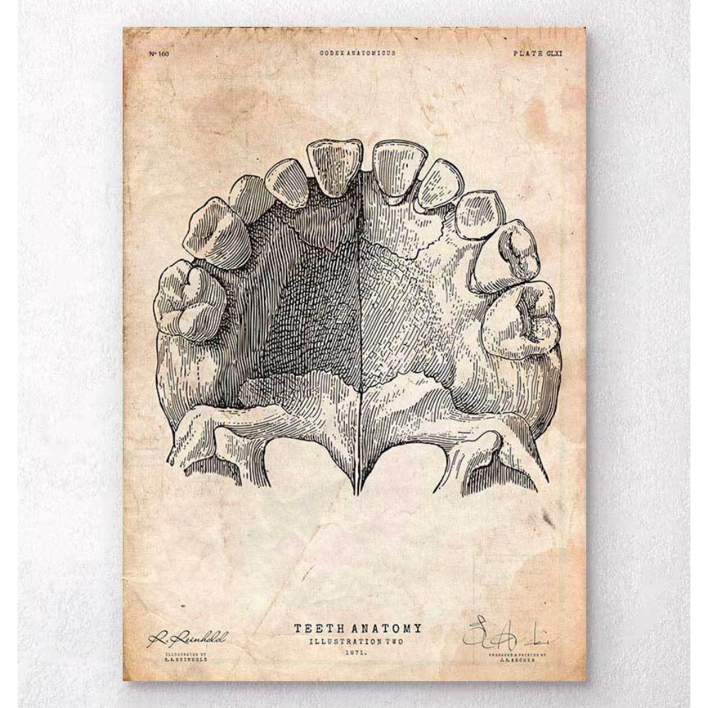 Teeth Anatomy Art Print