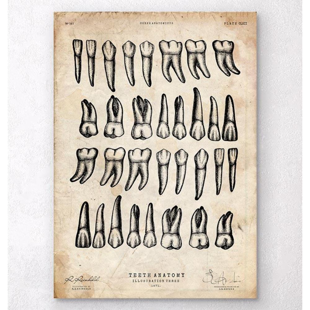 Teeth Chart Art Print