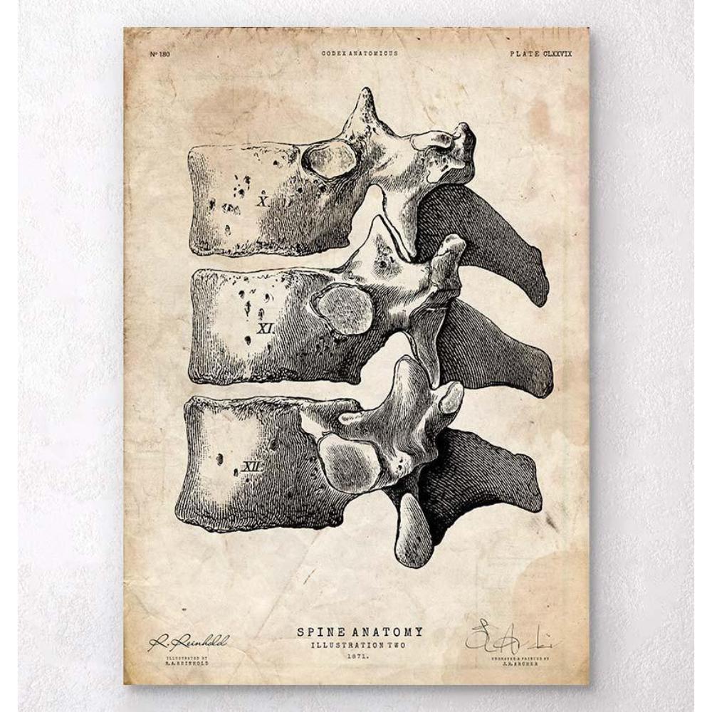Anatomy Of The Spine Art Print