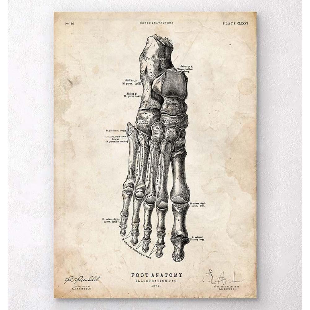 Foot Anatomy Art Print II