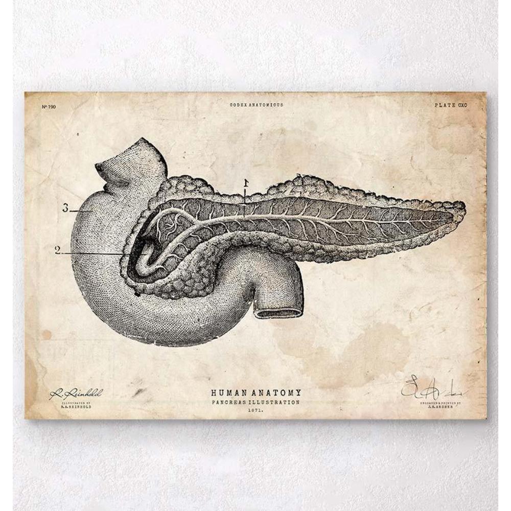 Pancreas Anatomy Art