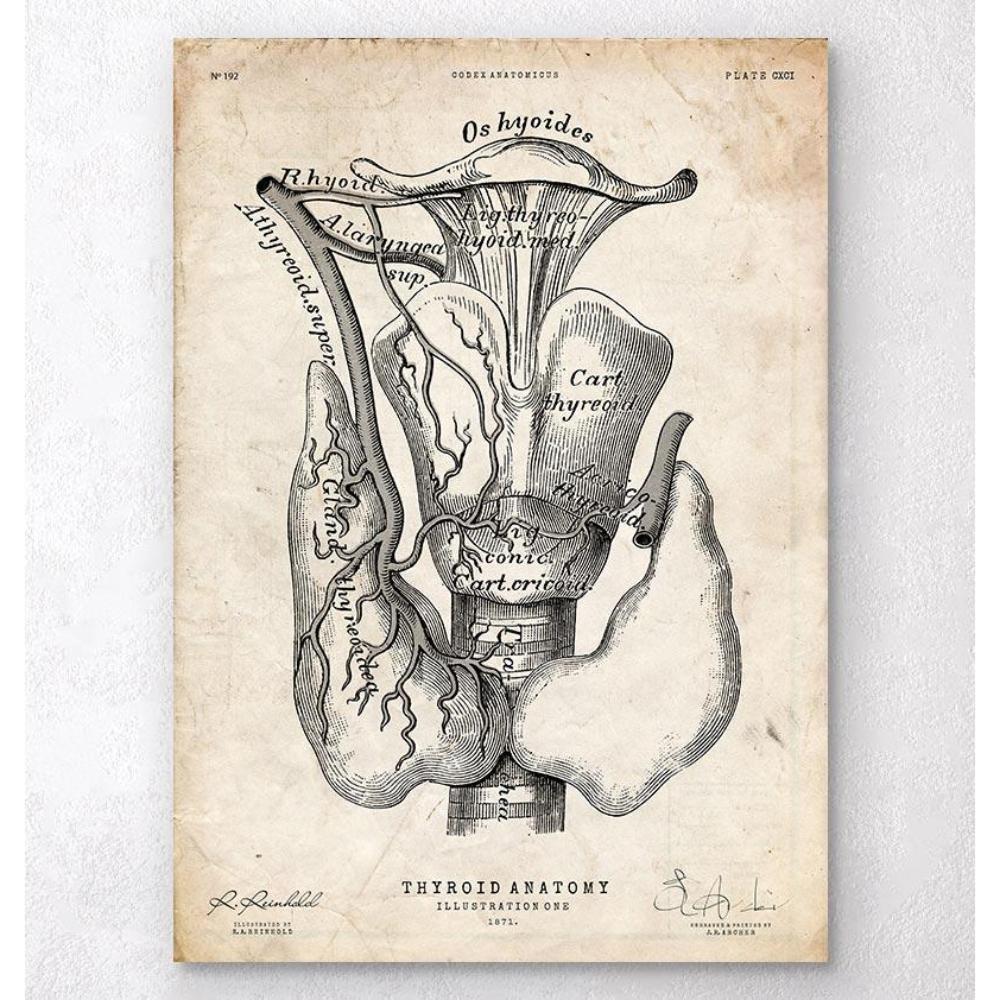 Thyroid Anatomy Art Print