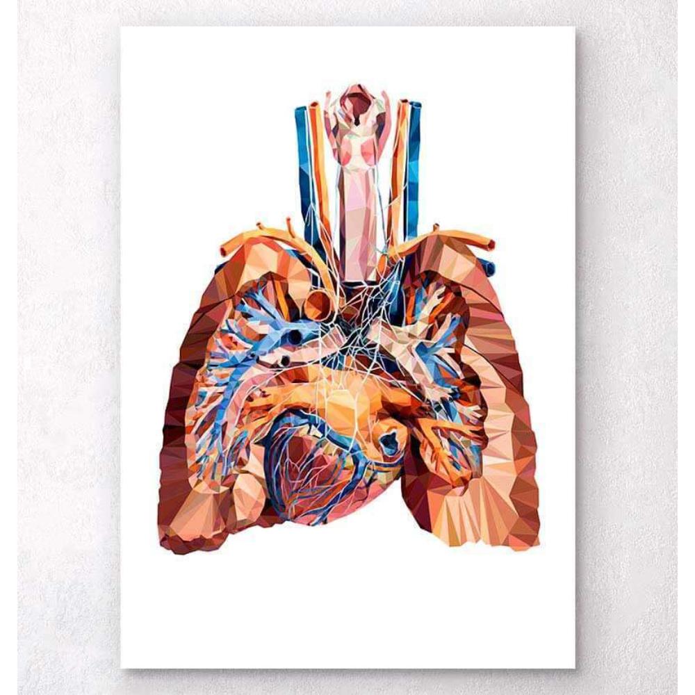 Heart And Lungs Anatomy III