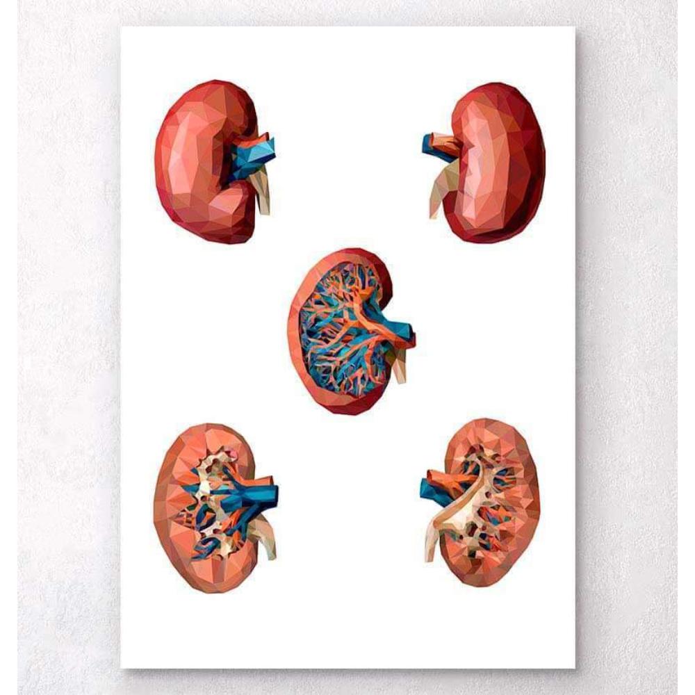 Geometrical Kidney Anatomy
