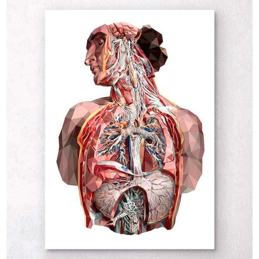 Geometrical Human Anatomy