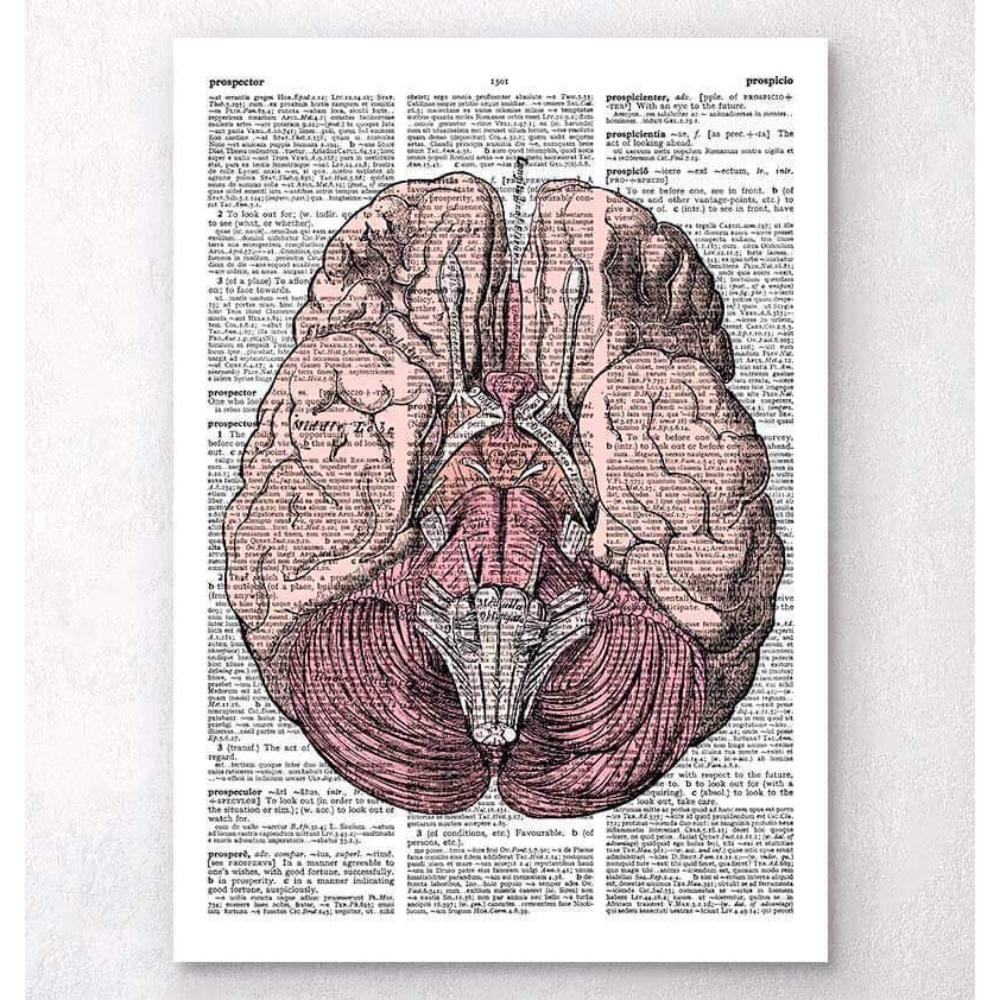 Brain Anatomy Dictionary Page