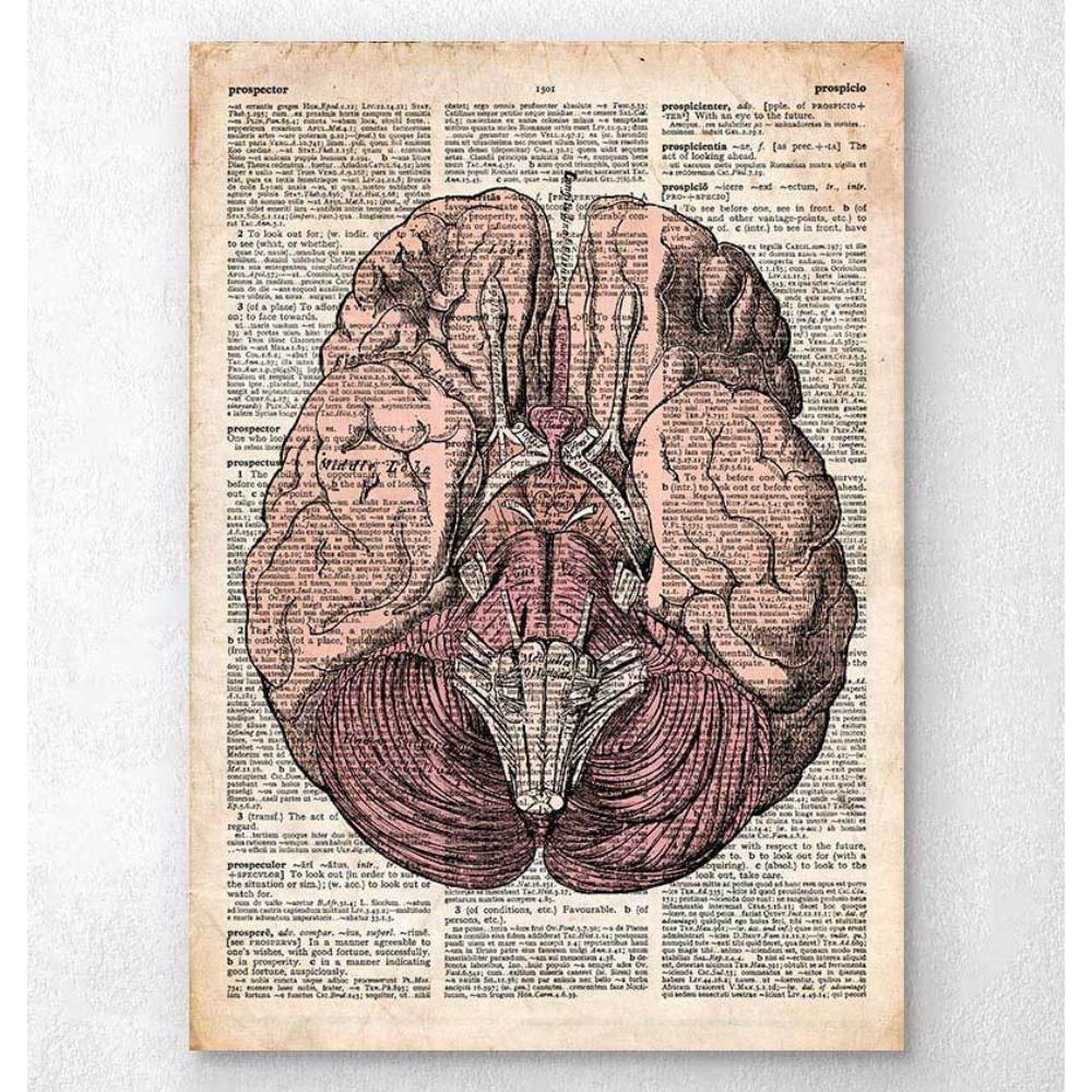 Brain Anatomy Print Old Dictionary Page