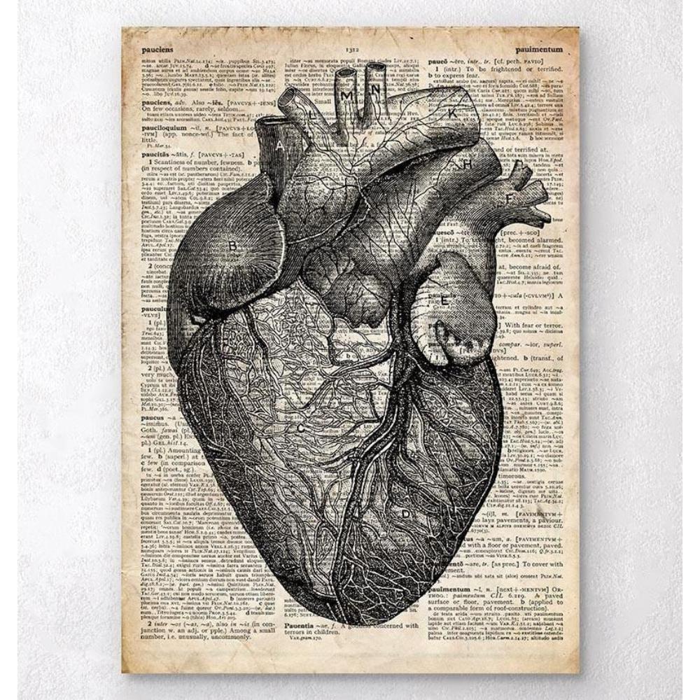 Heart Anatomy Old Dictionary Page