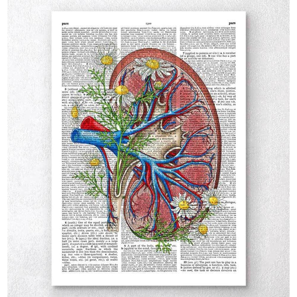 Floral Kidney Anatomy Dictionary Page