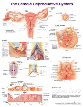 Female Reproductive System Anatomical Chart Laminated