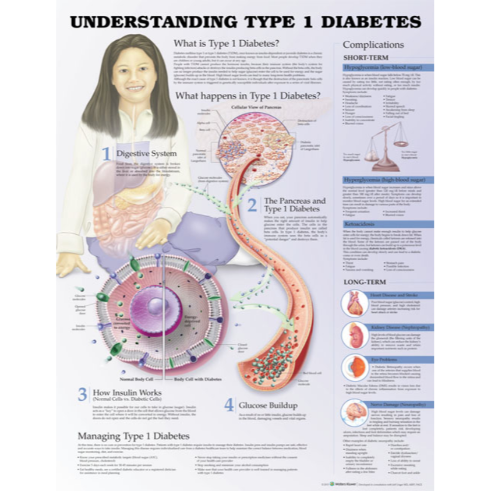 Understanding Type 1 Diabetes Anatomical Chart