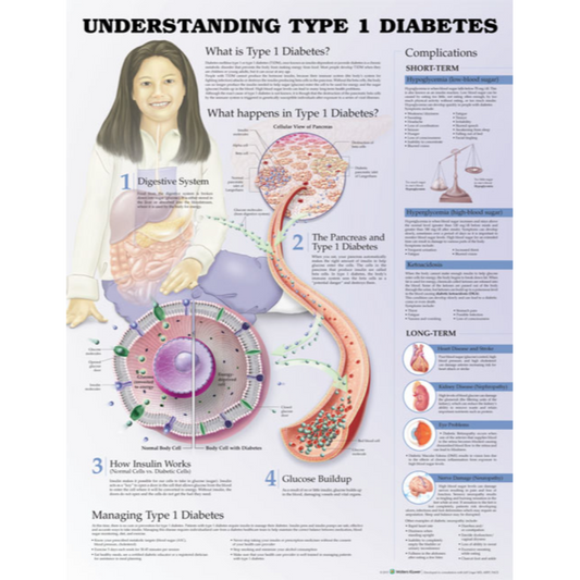Understanding Type 1 Diabetes Anatomical Chart