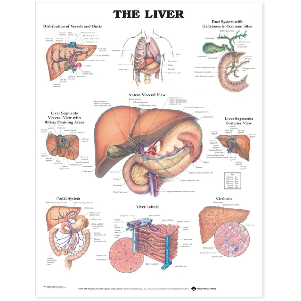 The Liver Anatomical Chart