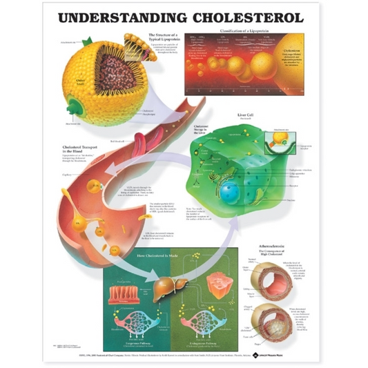 Understanding Cholesterol Anatomical Chart