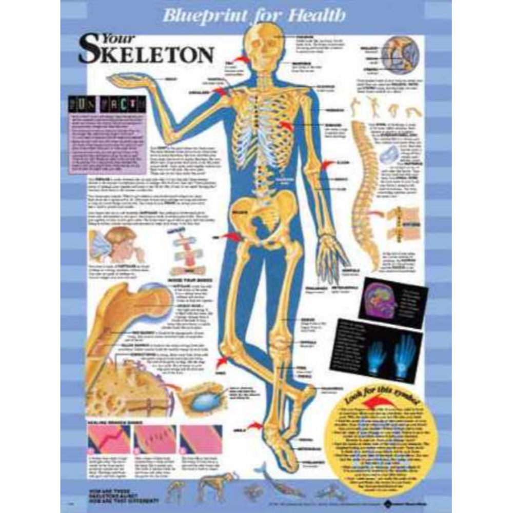Blueprint for Health Your Skeleton Chart