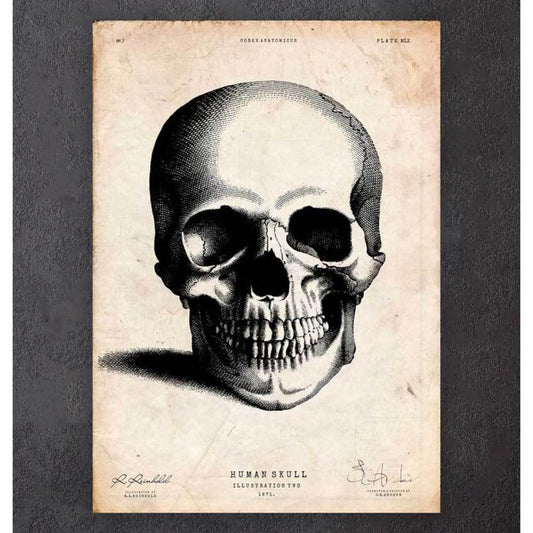 Human Skull Print II