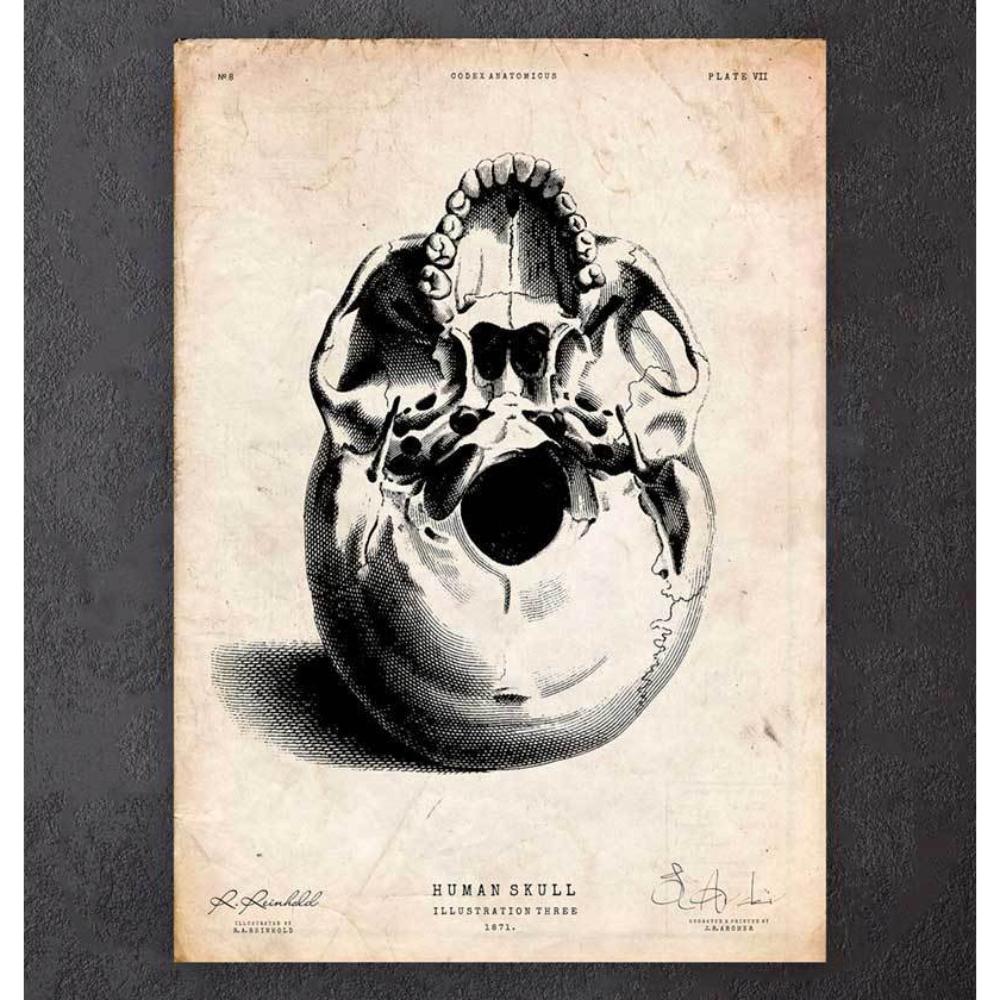 Human Skull Print III