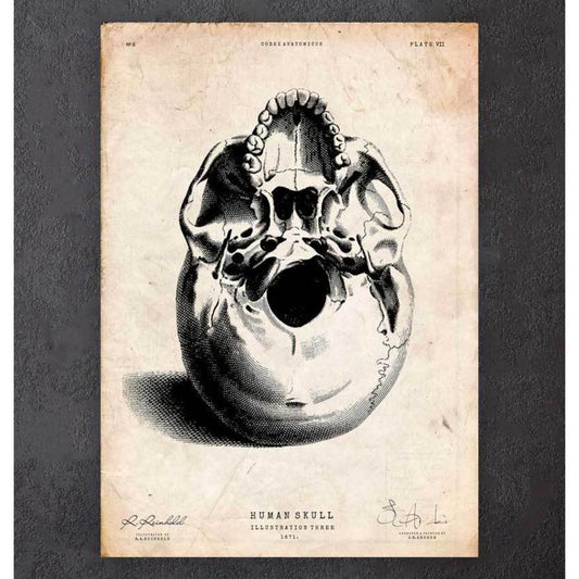 Human Skull Print III