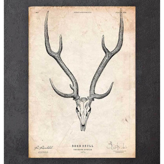 Deer Skull Print II